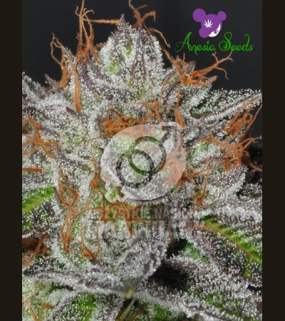 ANESIA SEEDS - Bruce Banner #3