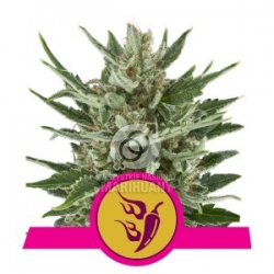 ROYAL QUEEN SEEDS - Speedy Chile (Fast Version)