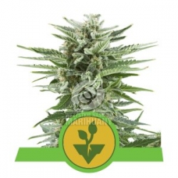 ROYAL QUEEN SEEDS - Easy Bud Auto