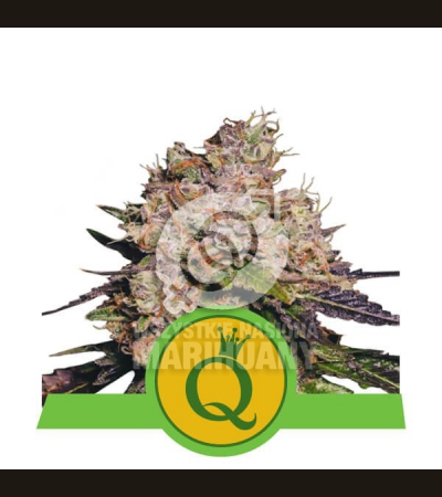 ROYAL QUEEN SEEDS - Purple Queen Automatic