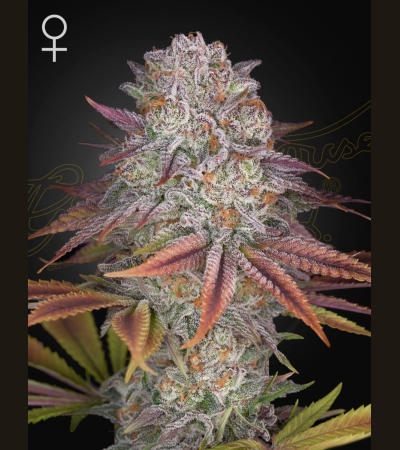 GREEN HOUSE SEEDS - Pulp Friction