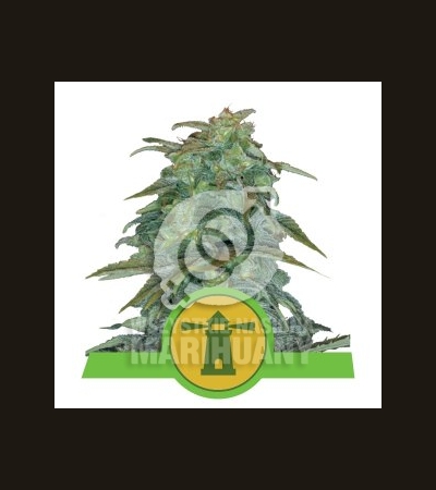 ROYAL QUEEN SEEDS - Royal Haze Automatic®