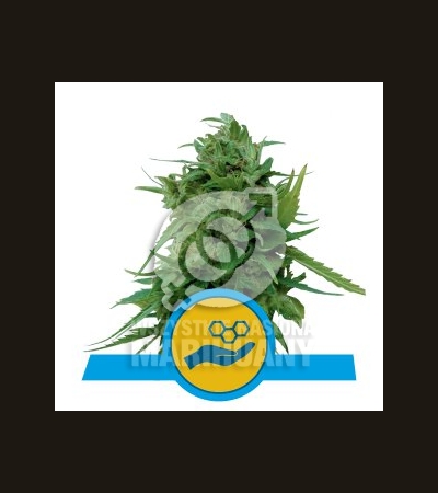 ROYAL QUEEN SEEDS - Solomatic CBD