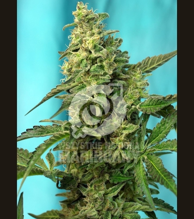 SWEET SEEDS - Green Poison Fast Version