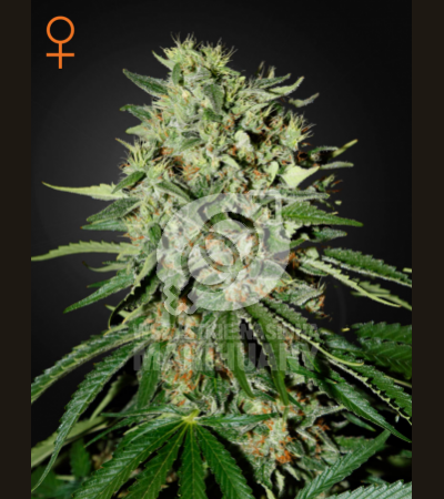GREEN HOUSE SEEDS - The Doctor