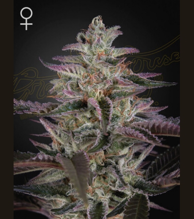 GREEN HOUSE SEEDS - King's Juice