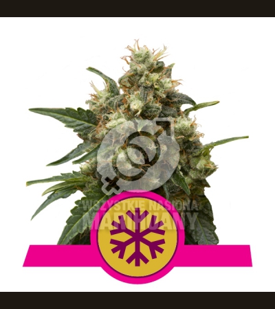 ROYAL QUEEN SEEDS - ICE