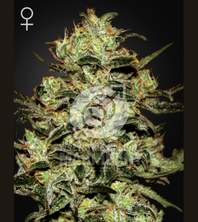 GREEN HOUSE SEEDS - Moby Dick