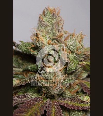 HUMBOLDT SEED - 707 Truthband by Emerald Mountain
