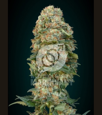ADVANCED SEEDS - Feminized Collection #1
