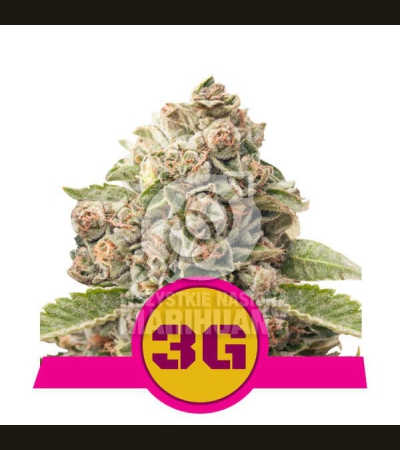 ROYAL QUEEN SEEDS - Triple G