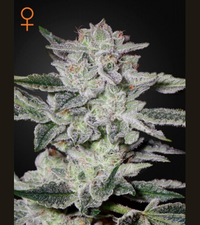 GREEN HOUSE SEEDS - Sweet Valley Kush