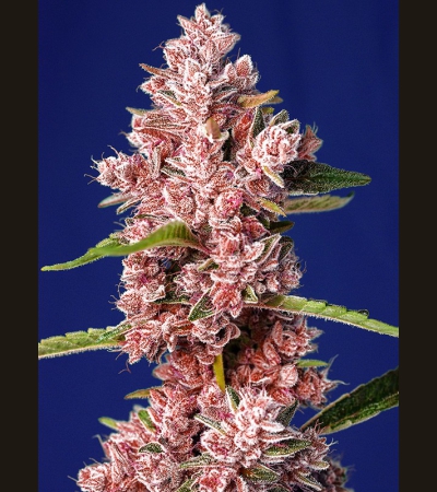 SWEET SEEDS - Tropicanna Poison F1 Fast Version