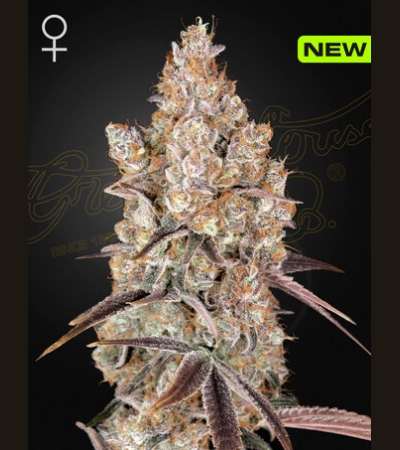 GREEN HOUSE SEEDS - Holy Snow