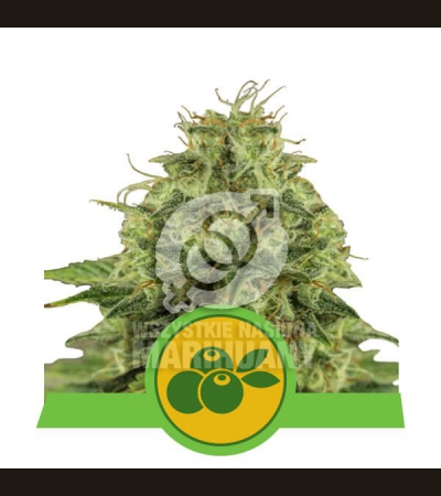 ROYAL QUEEN SEEDS - Haze Berry Automatic