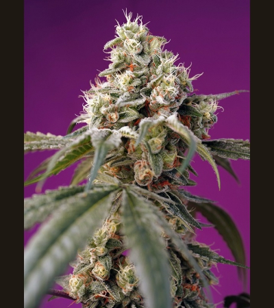 SWEET SEEDS - Bruce Banner Auto