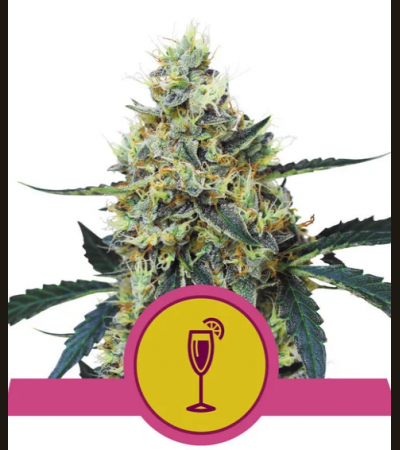 ROYAL QUEEN SEEDS - Mimosa