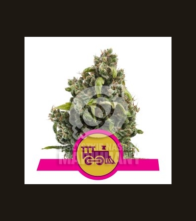 ROYAL QUEEN SEEDS - Candy Kush Express (Fast Version)