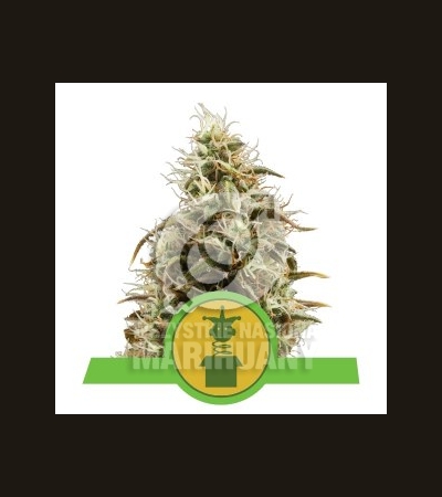 ROYAL QUEEN SEEDS - Royal Jack Auto